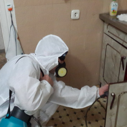 Дезинфекция от муравьев в квартире в Сортавале